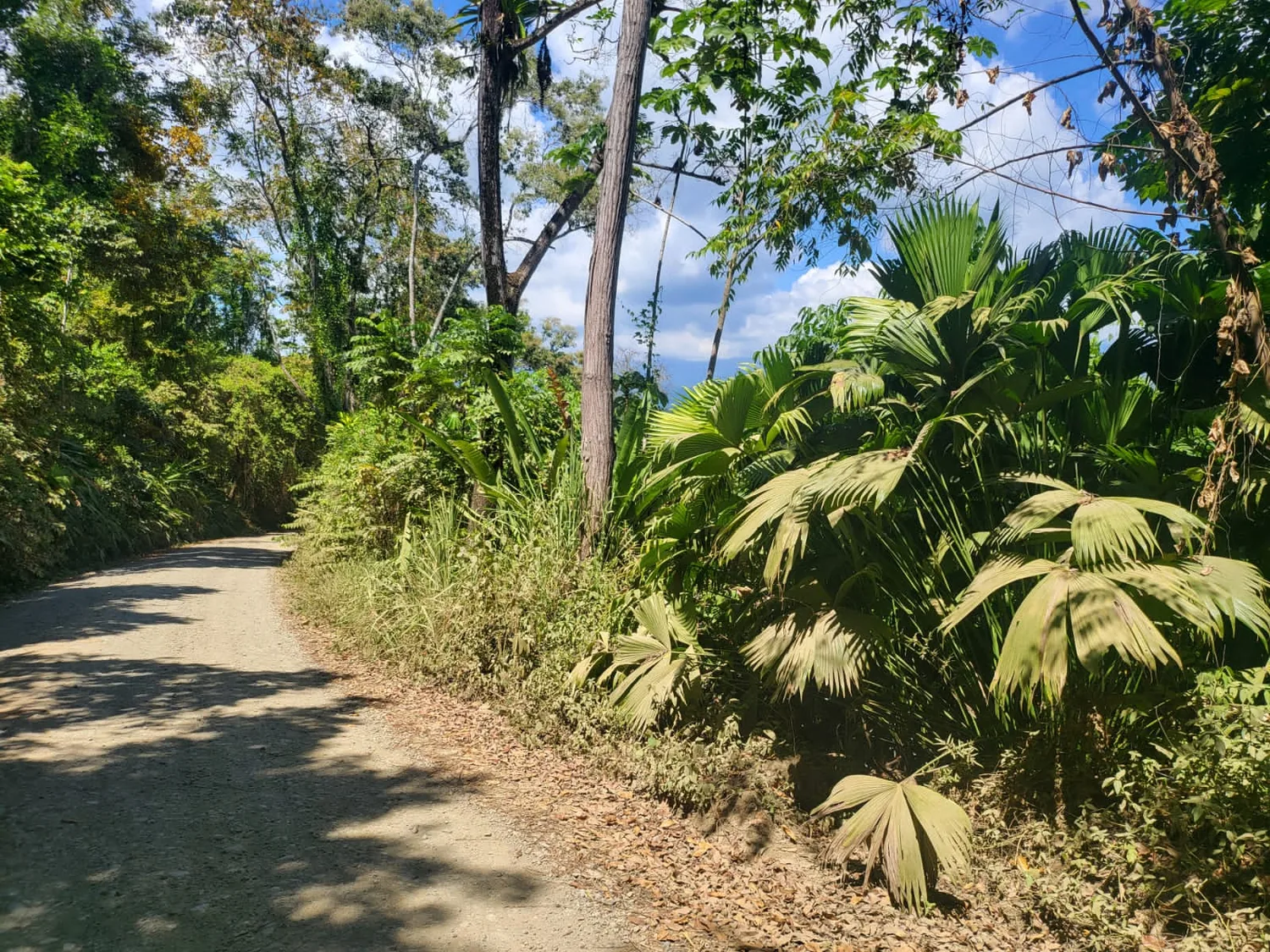 Un sendero tranquilo en la propiedad
