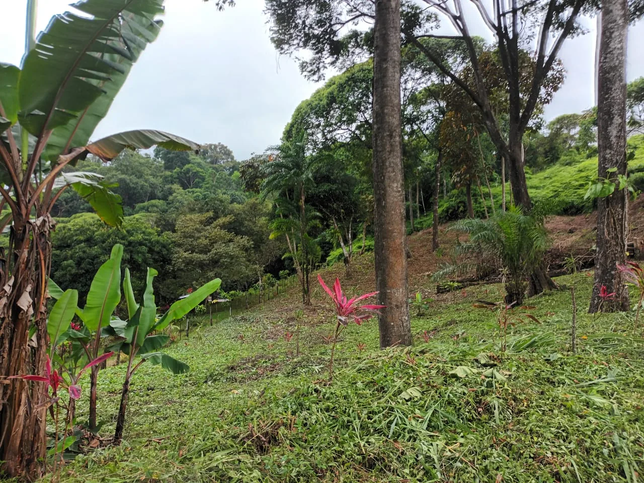 Siembra tropical: heliconia y banano