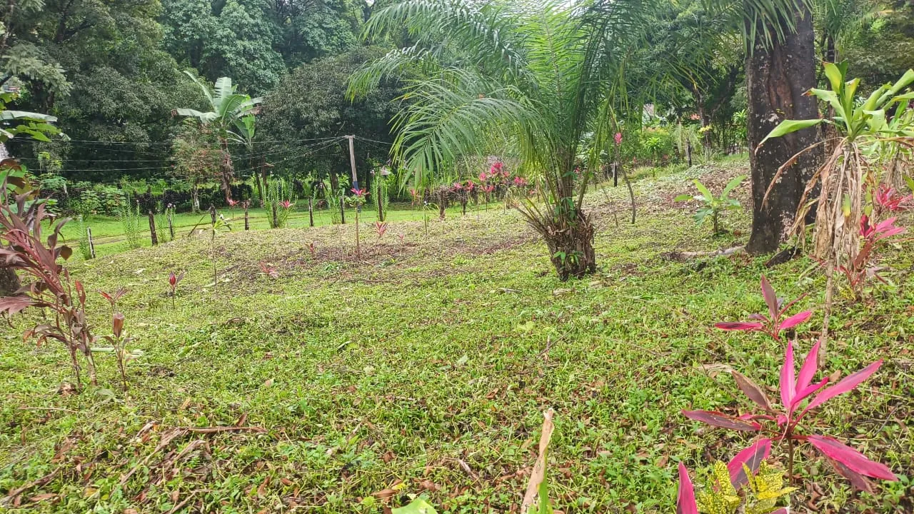 Terreno despejado con flores tropicales
