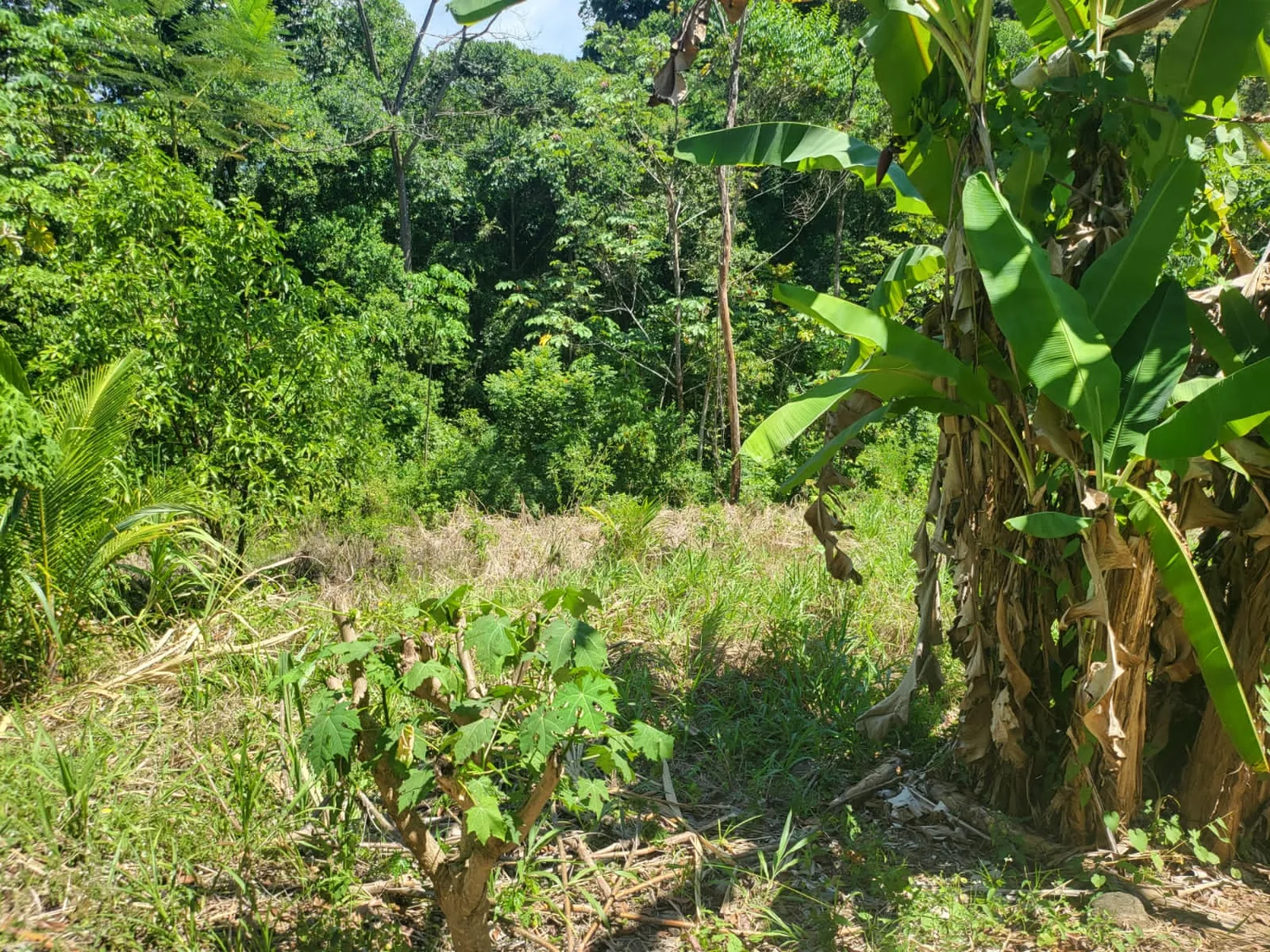 Un lote enmarcado por plantas de banano