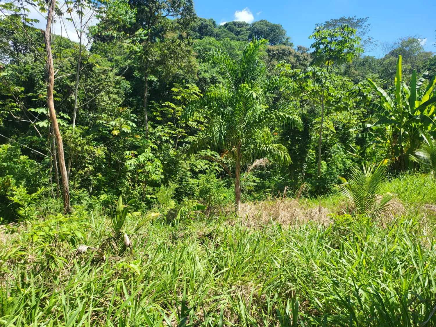Terreno despejado con árboles jóvenes