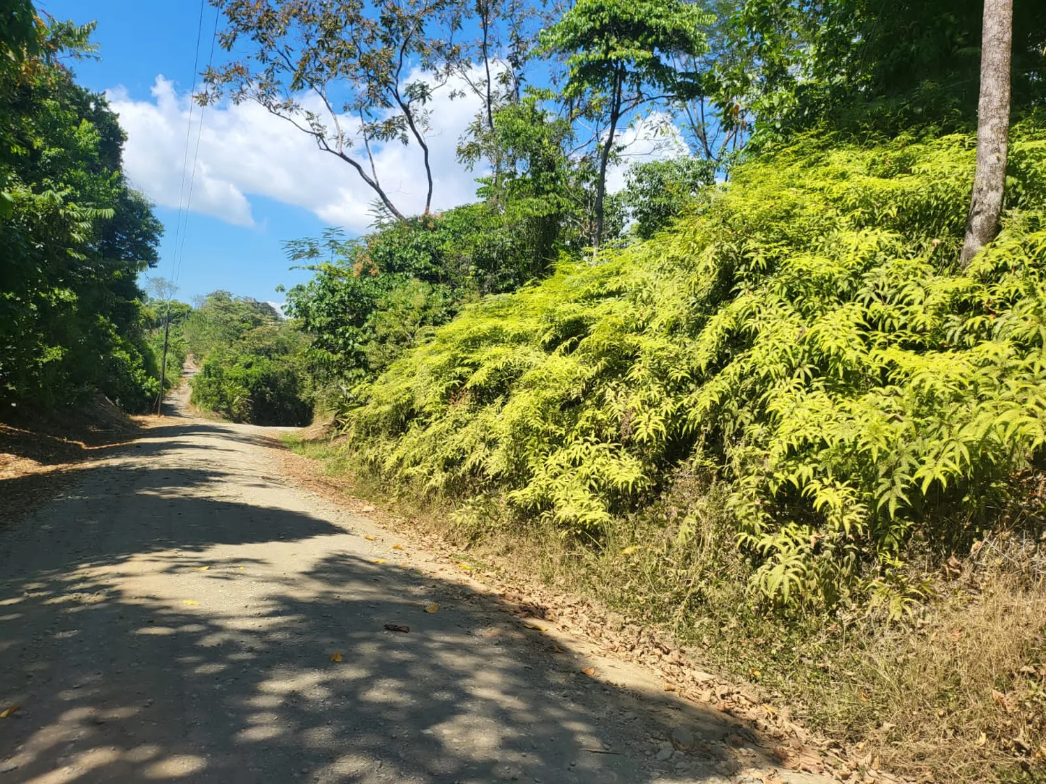 Camino bordeado de bambú