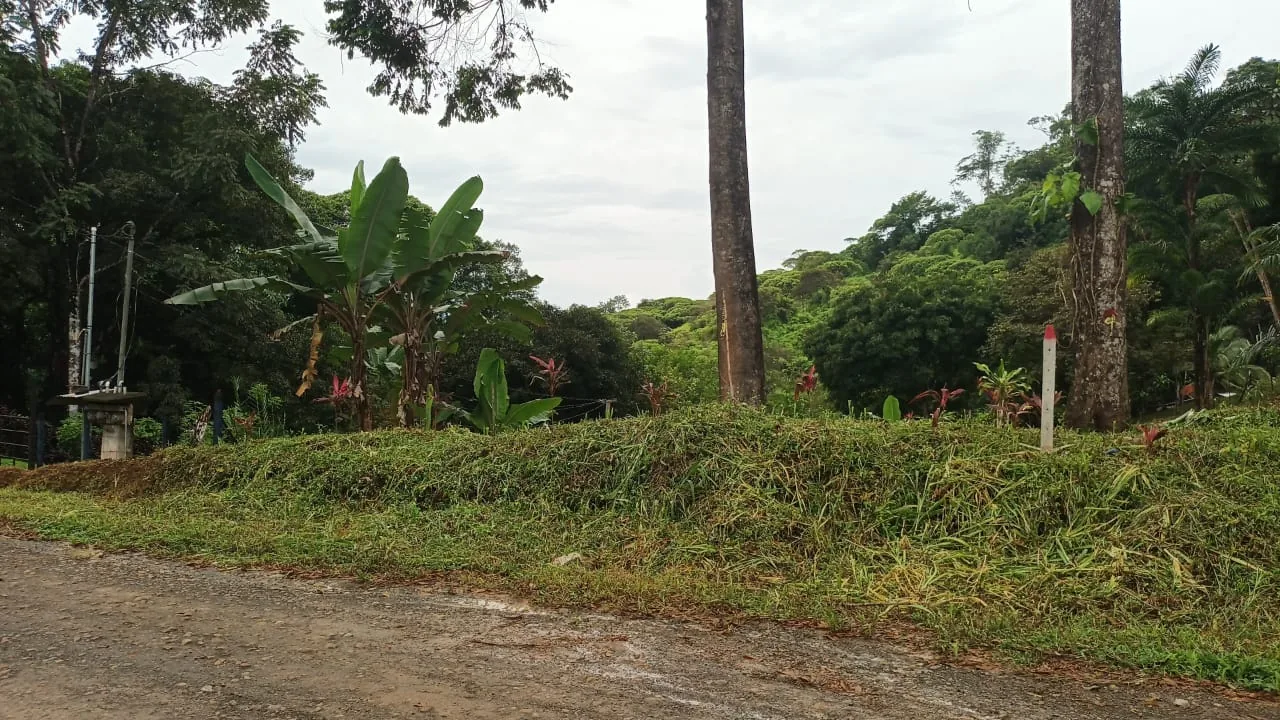 Terreno despejado con plantas de banano