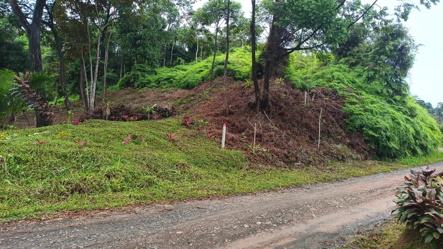 Ladera despejada junto al camino