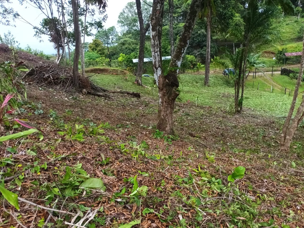Un lote despejado para construir
