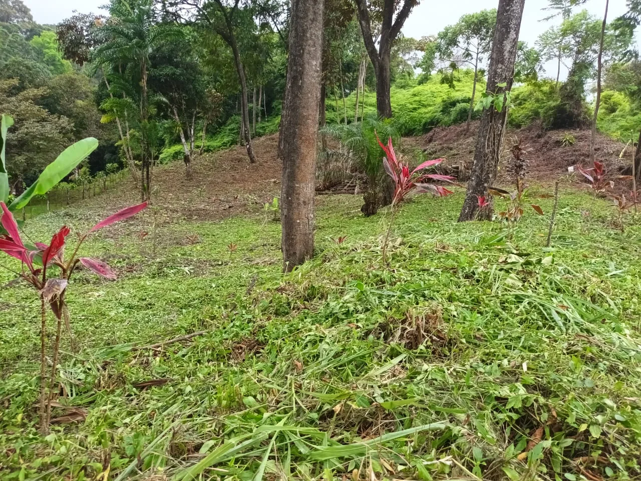 Terreno despejado con siembra tropical