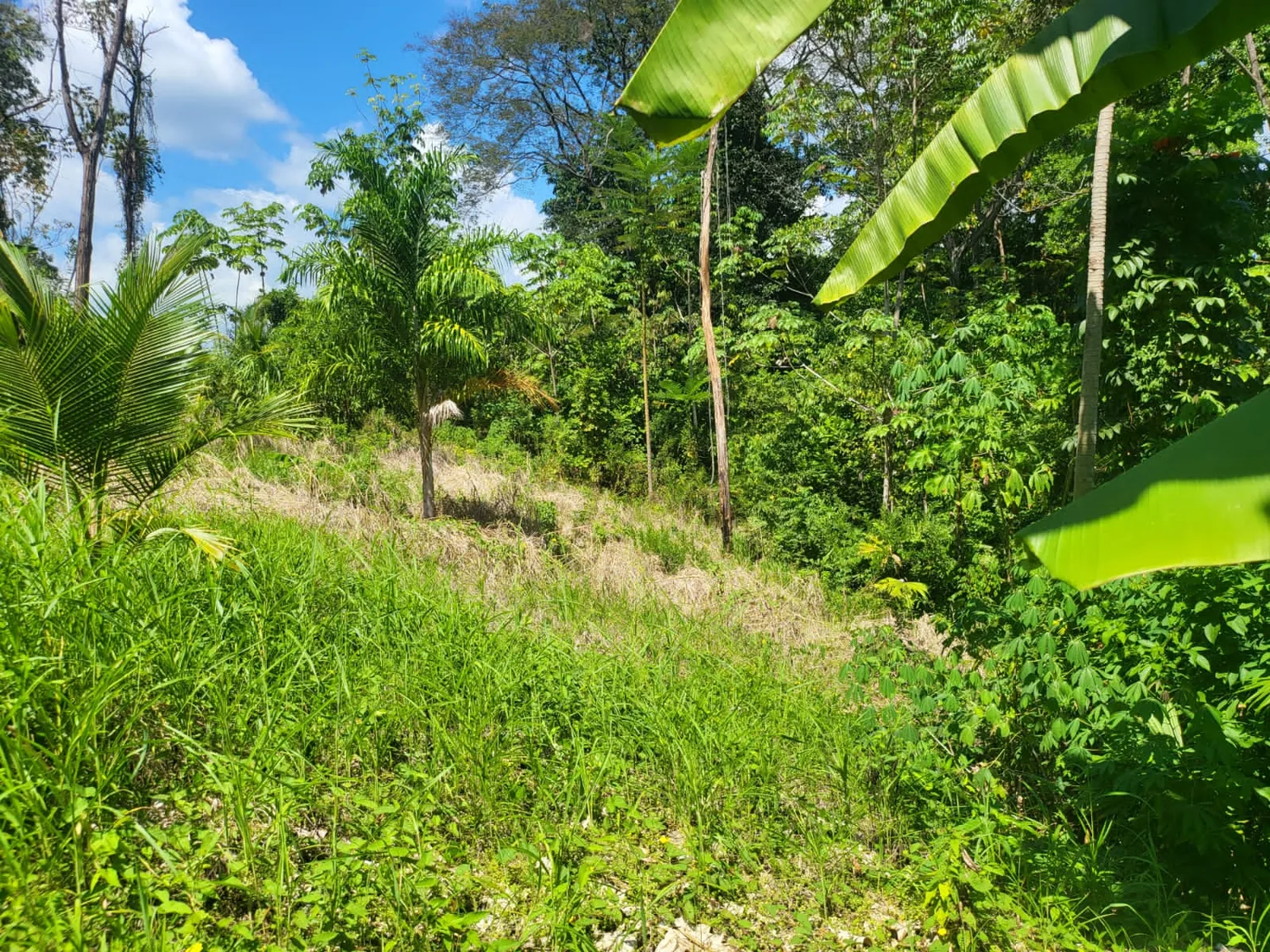 Lote verde enmarcado por plantas de banano