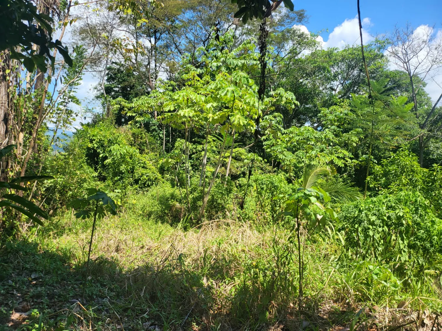 Terreno verde bajo el cielo abierto