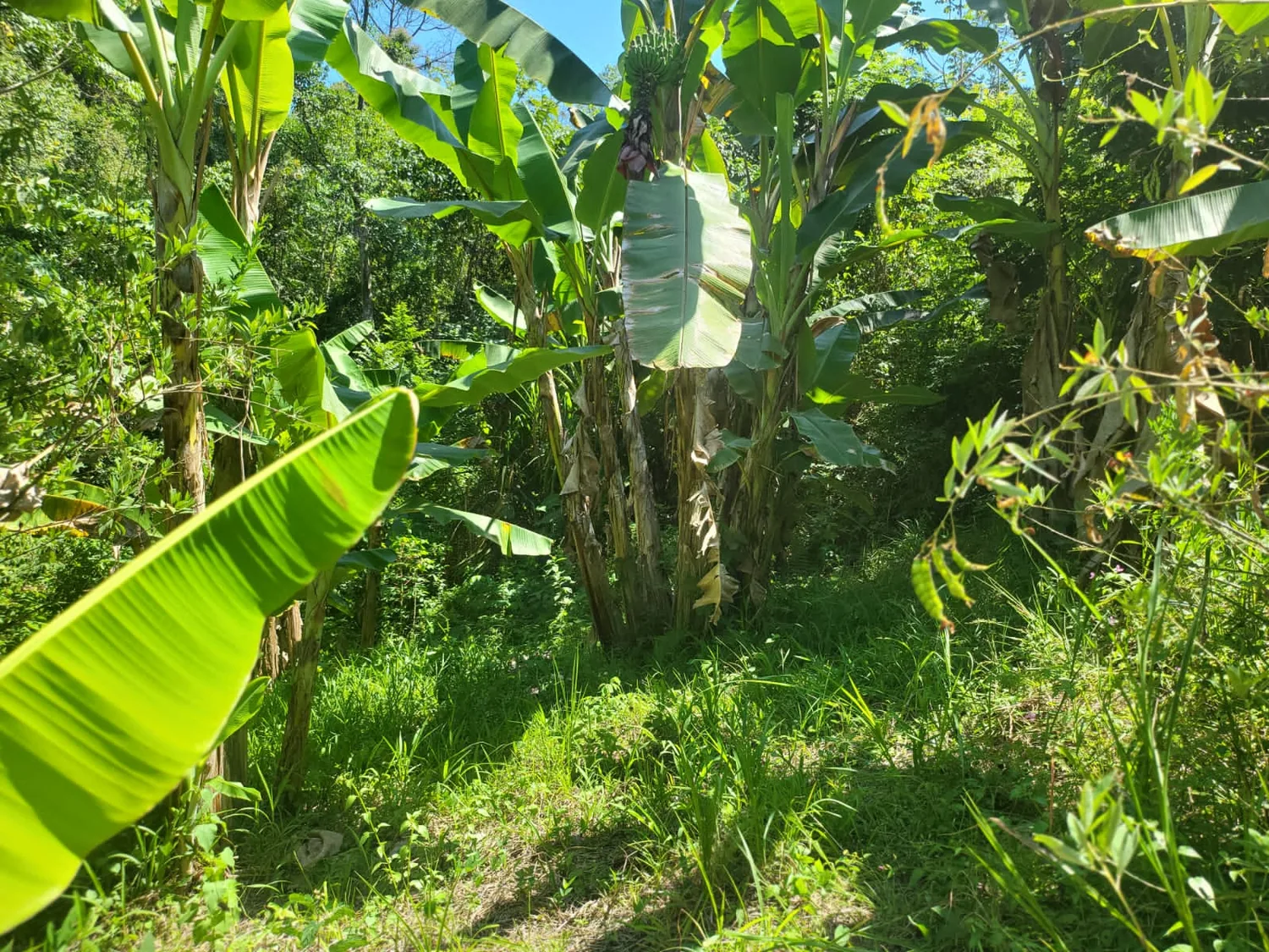 Siembra tropical en el terreno