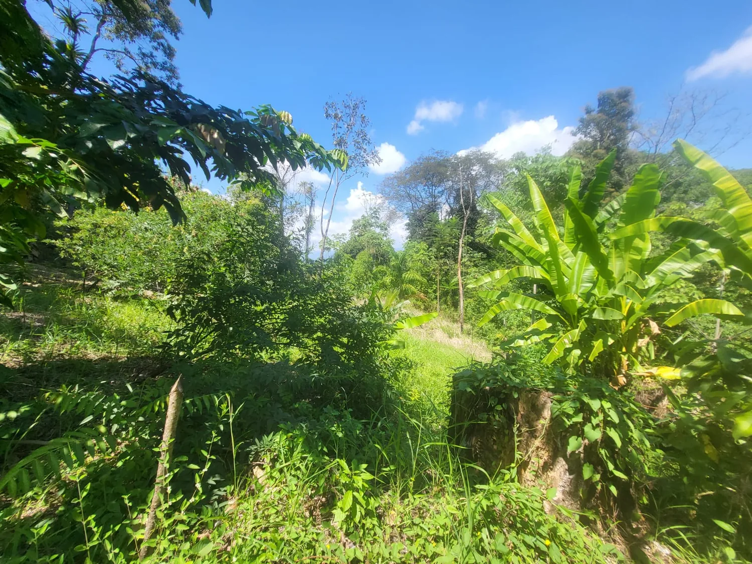 Terreno verde y frondoso bajo el cielo azul