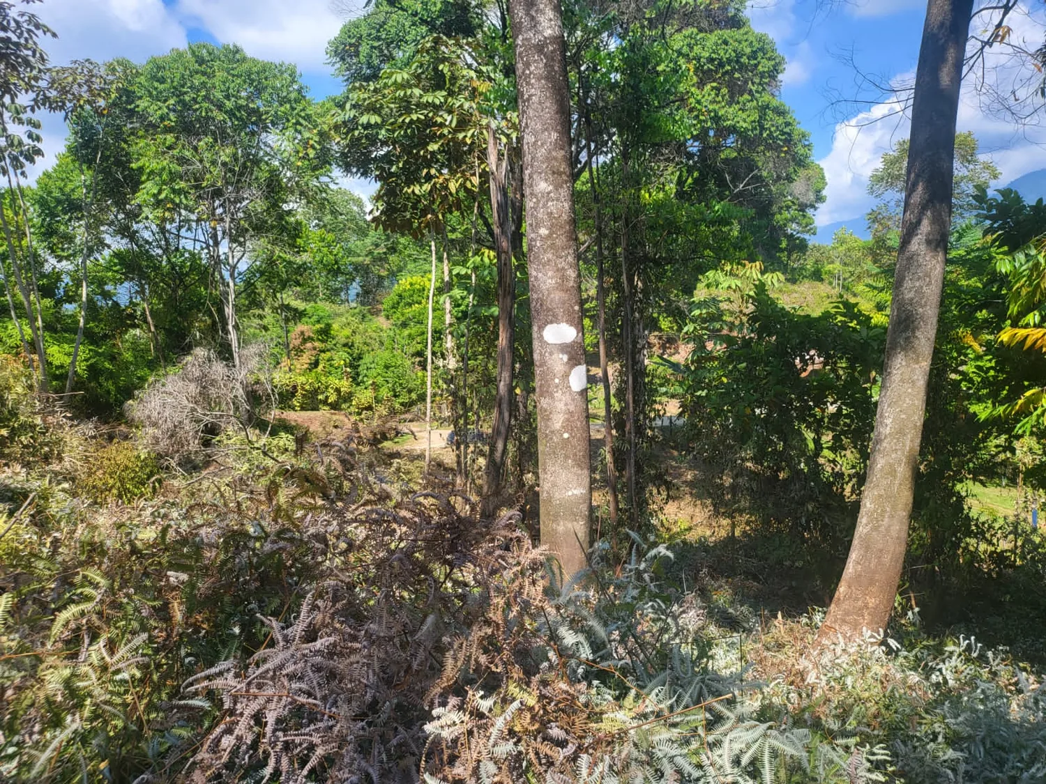 Terreno despejado con árboles y cielo abierto