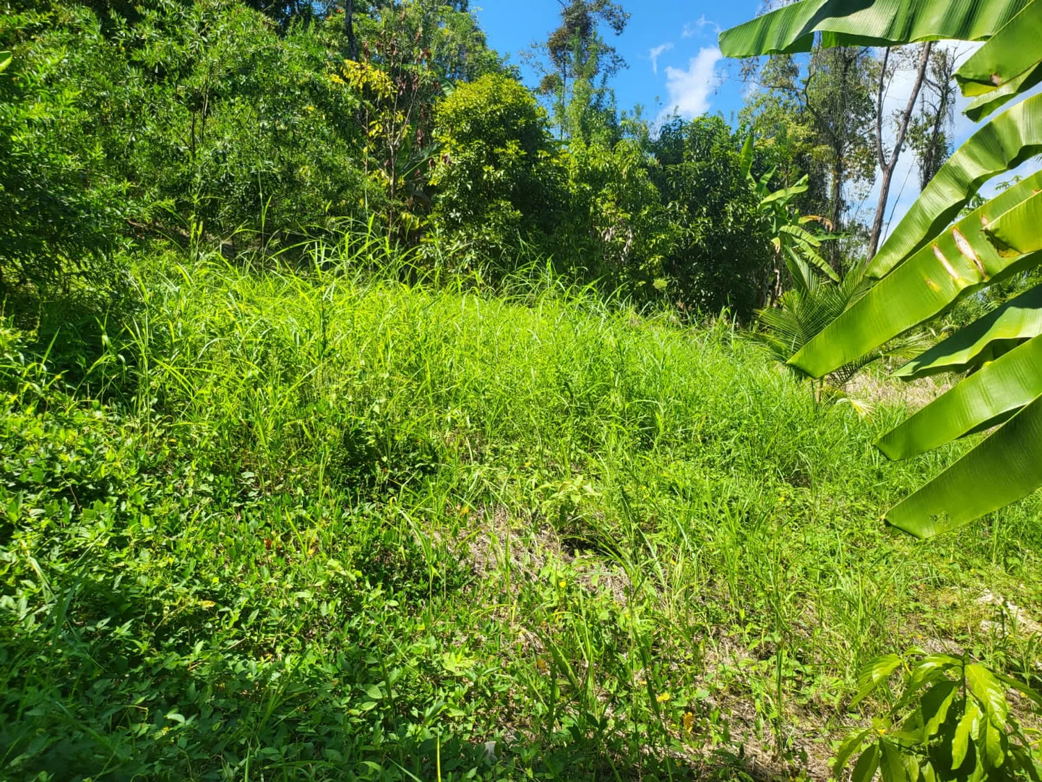 Ladera verde con plantas de banano