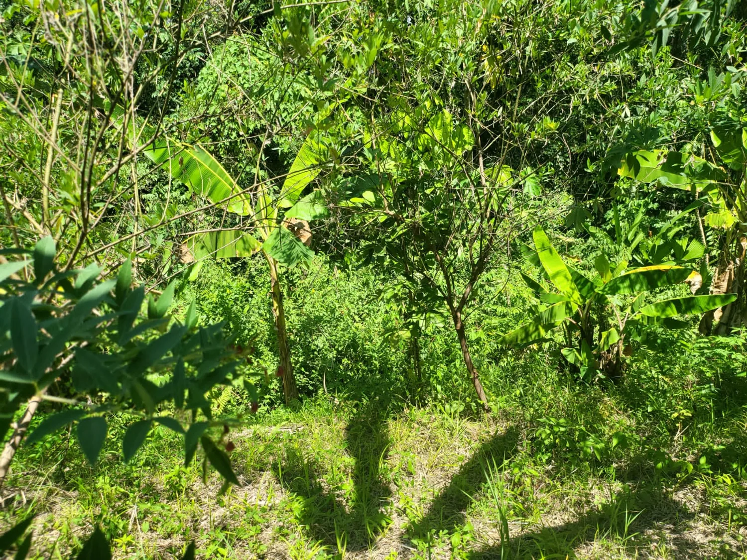 Vegetación tropical densa