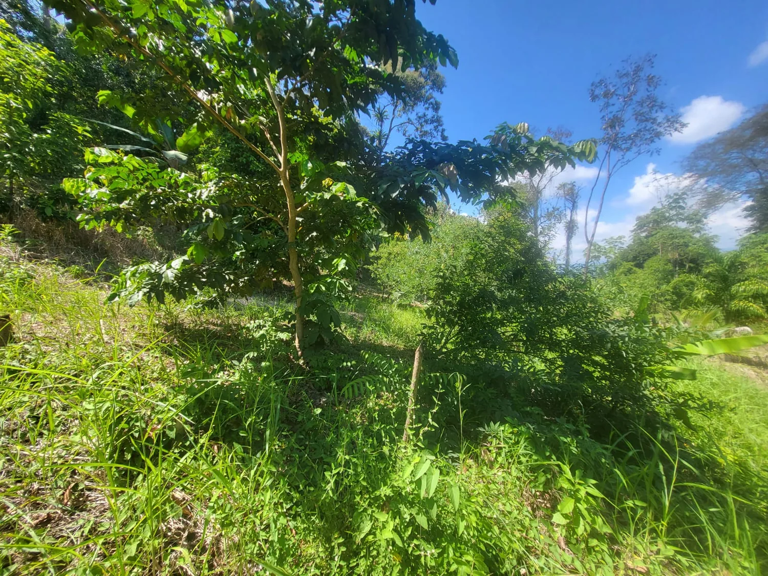 Terreno verde con cielo abierto