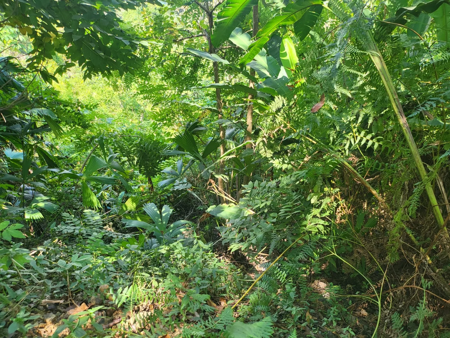 Follaje tropical en el terreno