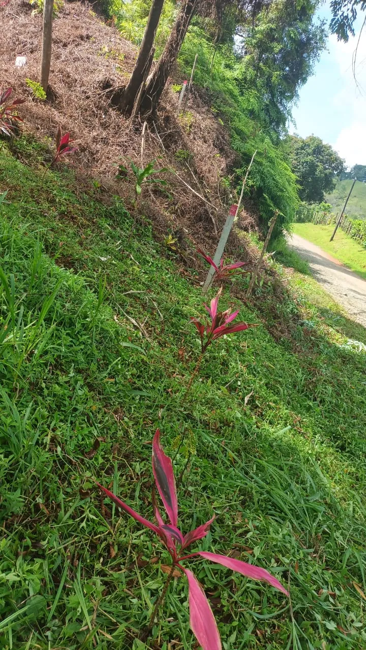 Heliconia roja junto al camino en la propiedad