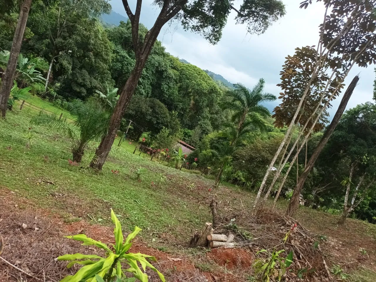 Árboles en la ladera con el valle y las montañas al fondo