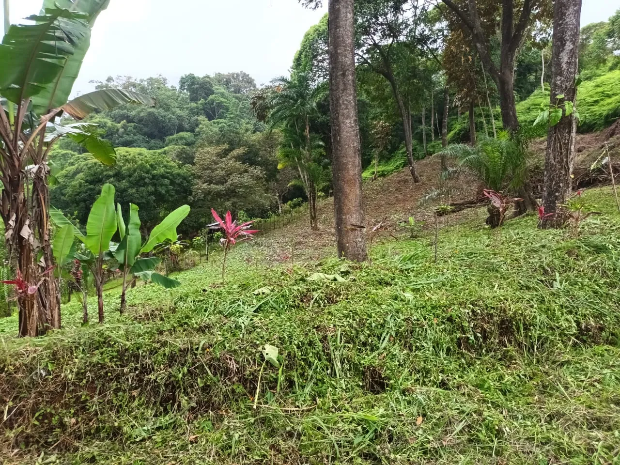 Plantas de banano y heliconia en la ladera verde