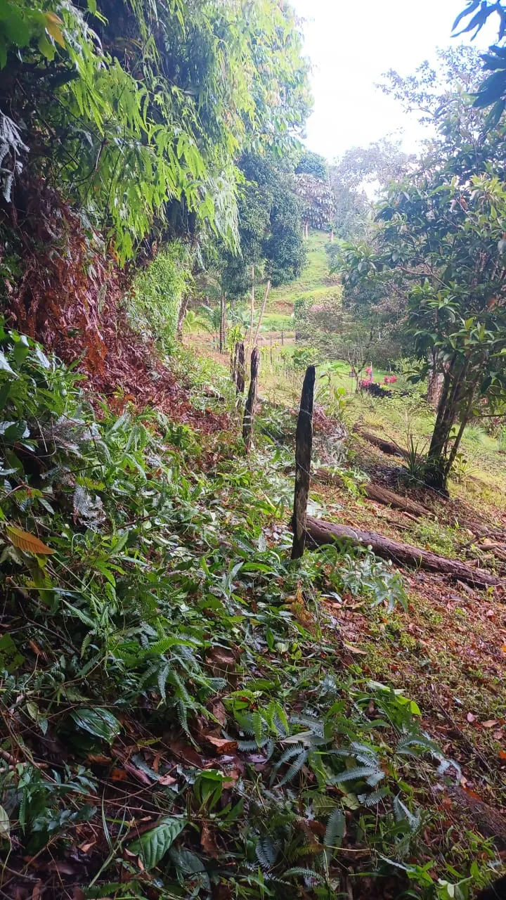 Sendero verde al borde del terreno