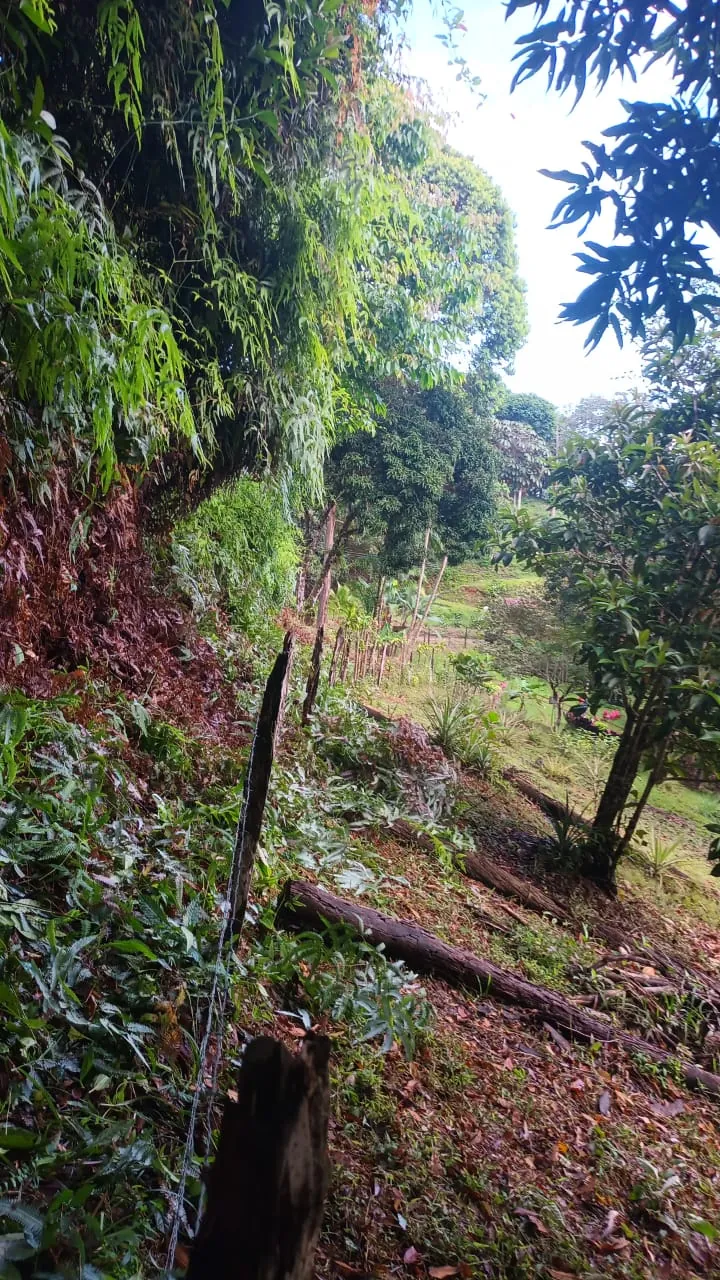 Ladera con musgo bajo los árboles