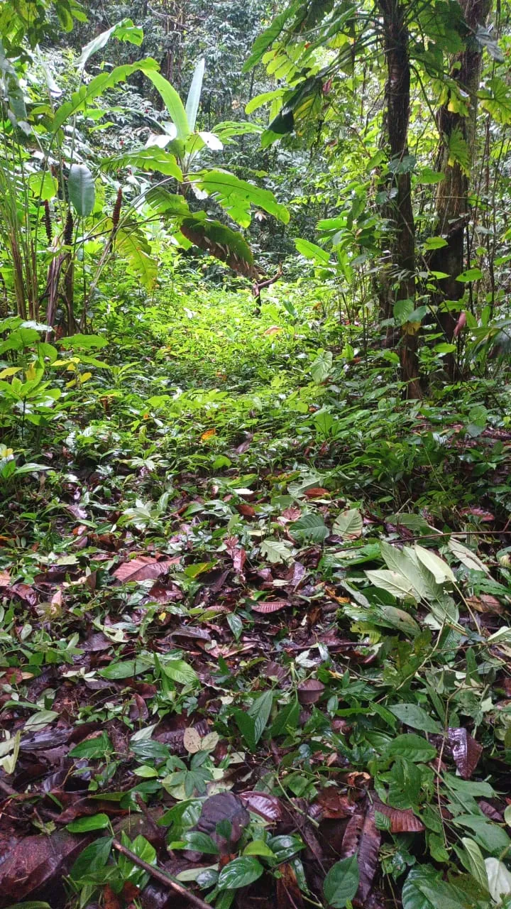Vegetación verde y frondosa del bosque