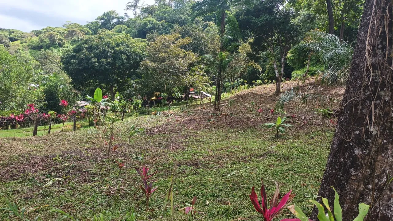 Lote preparado con plantas jóvenes y un árbol grande