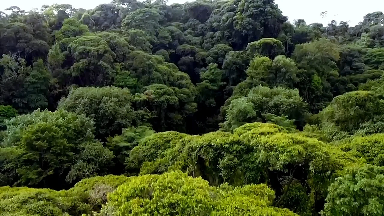 Vista aérea con dron del bosque y las colinas de Londres, Costa Rica