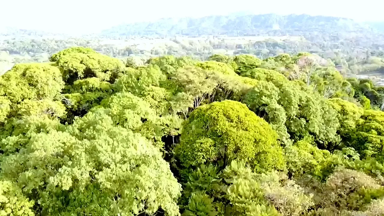 Vista aérea sobre las copas del bosque en Londres, Costa Rica